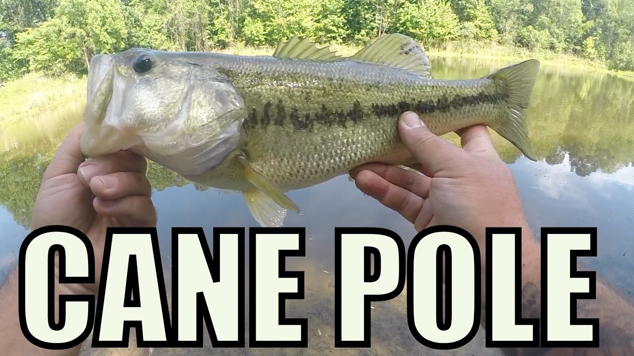 Telescoping Cane Pole Bass & Bluegill (Suprising!) 