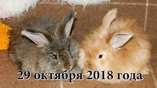 Приучение крольчат породы немецкая ангора к жизни в квартире. Фильм 1 Приучение крольчат породы немецкая ангора к жизни в квартире. Фильм 1