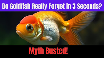 Busting the Goldfish Memory Myth
