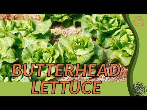 वीडियो: Sanguine Ameliore Info: Sanguine Ameliore Butterhead Lettuce के बारे में जानें