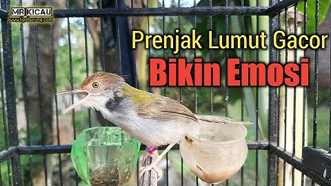 Tembakan Prenjak Lumut ( Lancur ) Cocok Untuk Masteran & Pancing Bunyi