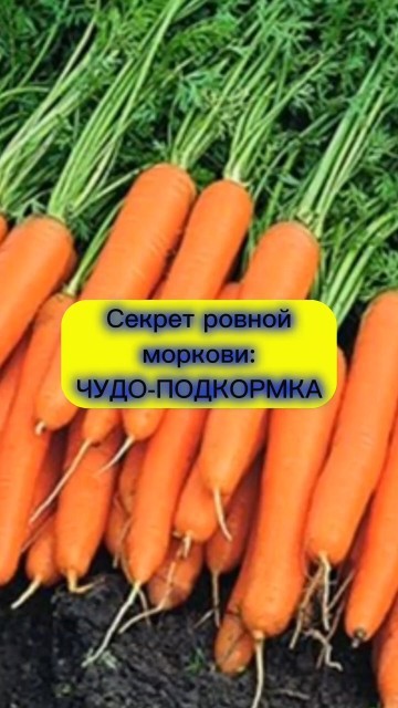 Одна ложка и морковь вырастет ровной и сладкой #огород #дача #морковь # ...