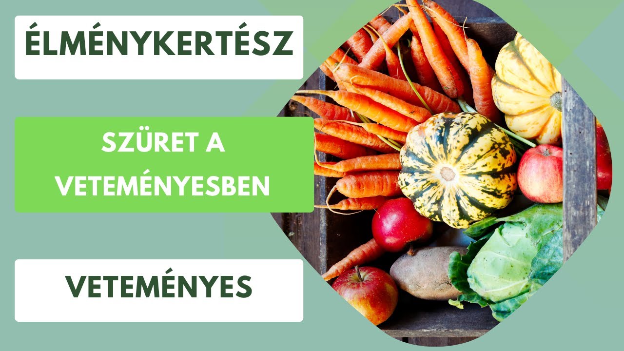 Gyertek és szüreteljünk a veteményesben!🥒🍅🫑