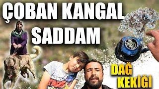 KEKİK BİN DERDE DEVA/ DAĞDA HARİKA KEKİK ÇAYI/ ÇOBAN KANGAL SADDAM/KÖZDE SUCUK/HAYVANI ZORLAKURTARDI