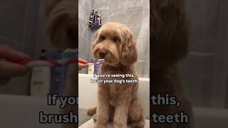 If you’re seeing this, brush your dog’s teeth #dogs #dogshorts #dogmom #goldendoodle #cutedog