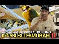 PASAR BURUNG ! KIOS SINGGIH PENG-NGOBRAL TERMURAH KENARI ANAKAN PASAR BURUNG PRAMUKA HARI INI