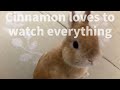 Cinnamon loves to watch everything