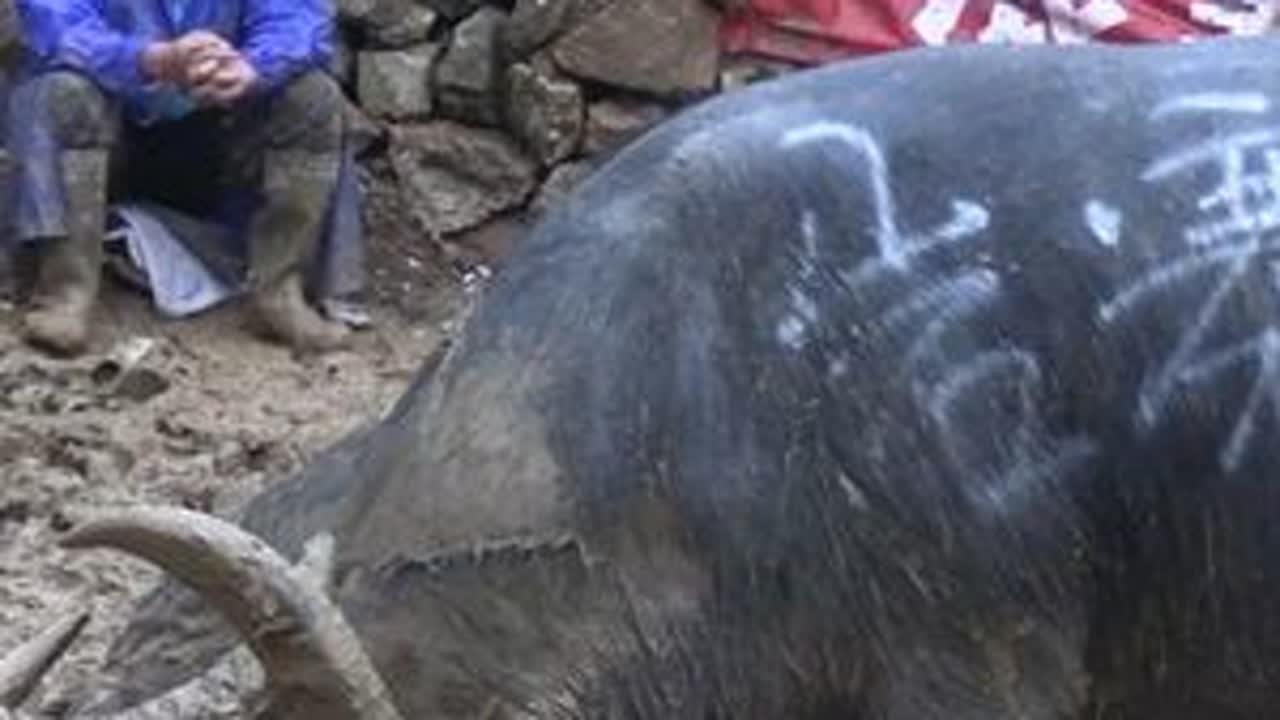 浪寨斗牛，在泥浆里拼搏。 2024年浪寨斗牛A组，牛王在泥浆里拼搏。#斗牛爱好者 #斗牛文化传播 #斗牛精神 #新月同行 #看见音乐计划