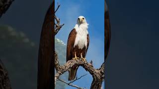 ELANG ACEH BERDIRI GAGAH DI POHON TINGGI 😳🦅 Raja Langit Asli!