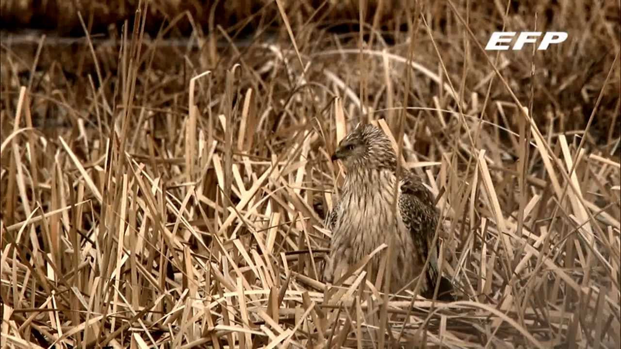 Raptor Profile vol.2 チュウヒ Eastern Marsh Harrier in Hokkaido 