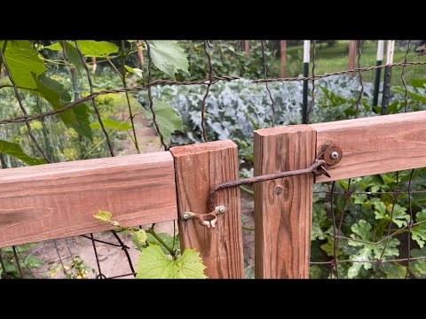 วีดีโอ: สวนผักโซน 4 เมื่อไหร่ควรปลูกผักในสวนโซน 4