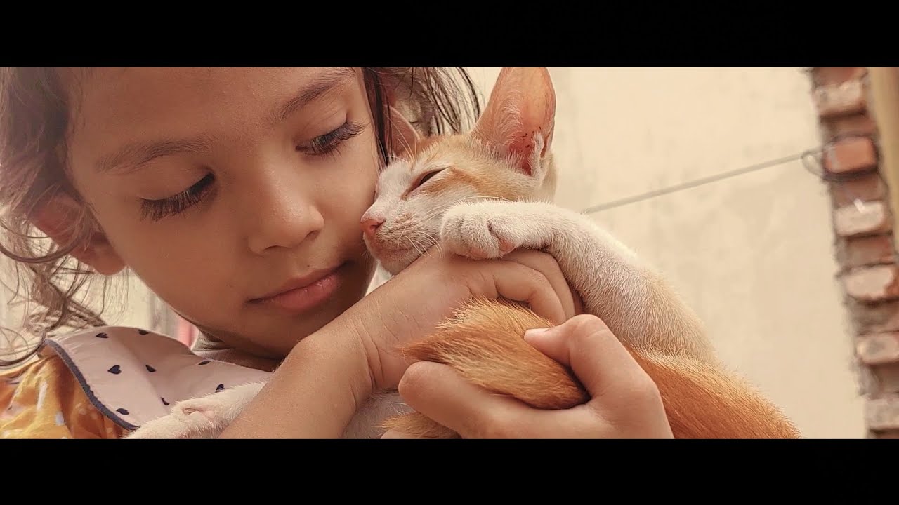 Samsung A52 || Cinematic video || A lonely life with a Cat