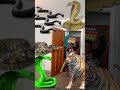 Real life Tiger attack Animal funny video Anaconda snake python in my house #vfx magic#shorts 25