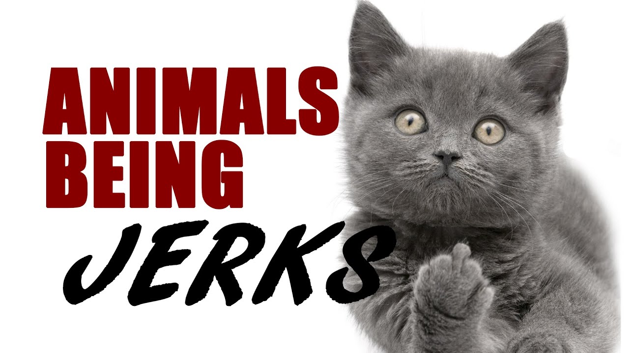 Oh is this yours? - Animals Being Jerks - YouTube