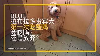Whole chicken meal for golden doodle  | Raw food | BLUE The Labradoodle
