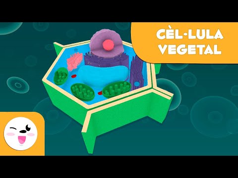 Vídeo: Què són els plasmodesmes a la cèl·lula vegetal?