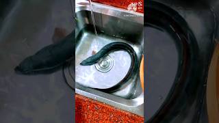 Amazing Giant Eel Fish Cutting Skills In Knife L  L shorts fishcuting eel