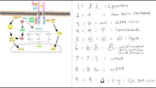 Toll Like Receptors Mnemonic