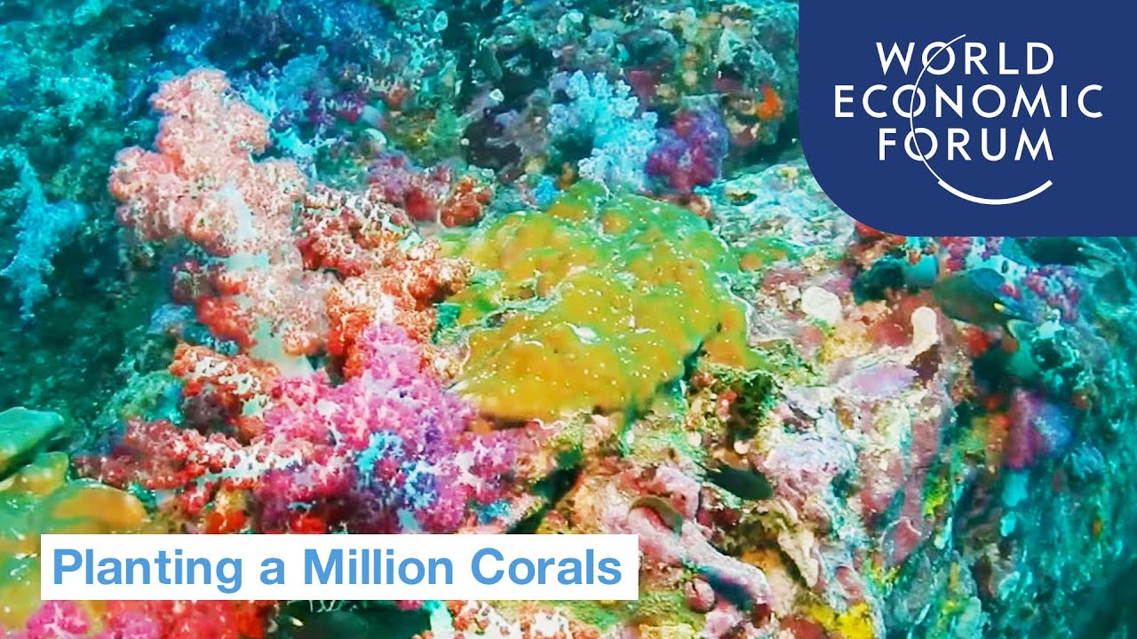 How to Plant 1 Million Corals | UpLink
