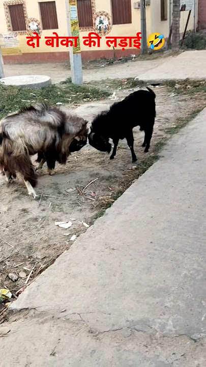 #do #boke #ki #ladai #comedy #funny #video #short #realfools #amitbhai