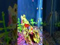 🦐 Dos Caridinas disfrutando su comida.  #acuarios #caridina #shrimptank #ShrimpLabMX #GambasLabMX