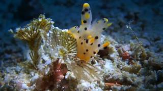 MUIDS Nudibranch Documentary