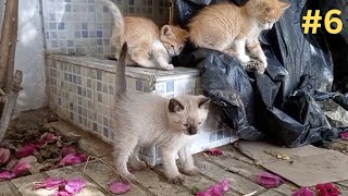 kittens playing to each other 😍Ginger&White #part6 by  Ch 155 views 1 month ago 2 minutes, 28 seconds