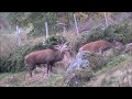 BRAME DU CERF 2018 - 15 jours d'affût et d'approche dans les Hautes-Vosges