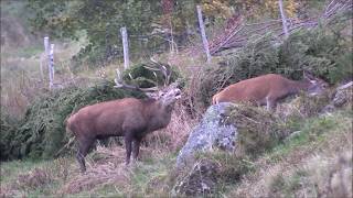 BRAME DU CERF 2018 - 15 jours d&#39;affût et d&#39;approche dans les Hautes-Vosges