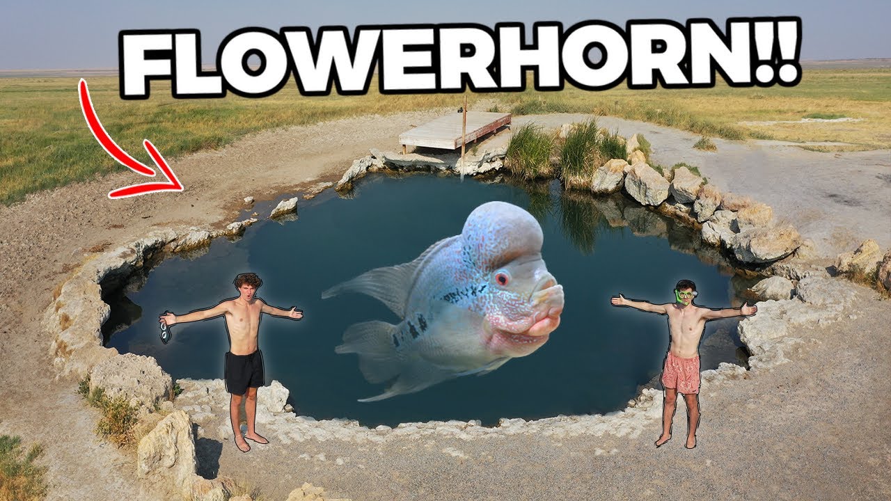 LARGEST FLOWERHORN POND... (secret fish inside!!) 😳