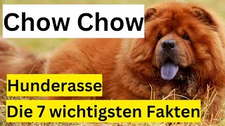 Chow Chow Hunderasse 🐶 Die 7 wichtigsten Fakten im Hundeportrait by Hundefantastisch 2,180 views 9 months ago 9 minutes, 14 seconds
