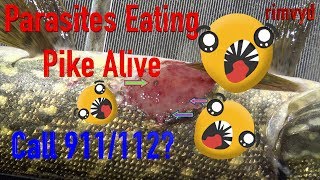 Parasite eating pike alive