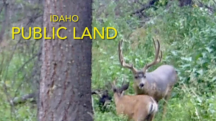 Idaho Mule Deer Hunt | DIY public land