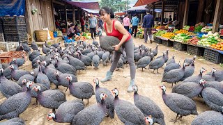Harvesting 100 Pheasants, Use 3-Wheeled Truck To Transport Goes To Market Sell