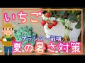 イチゴ/夏の暑さ対策/必見/家庭菜園/プランター栽培/2023年
