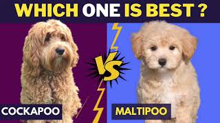 (REUPLOADED) Which is better Cockapoo or Maltipoo? Cockapoo Vs Maltipoo Comparing Two Poodle Mix Breeds