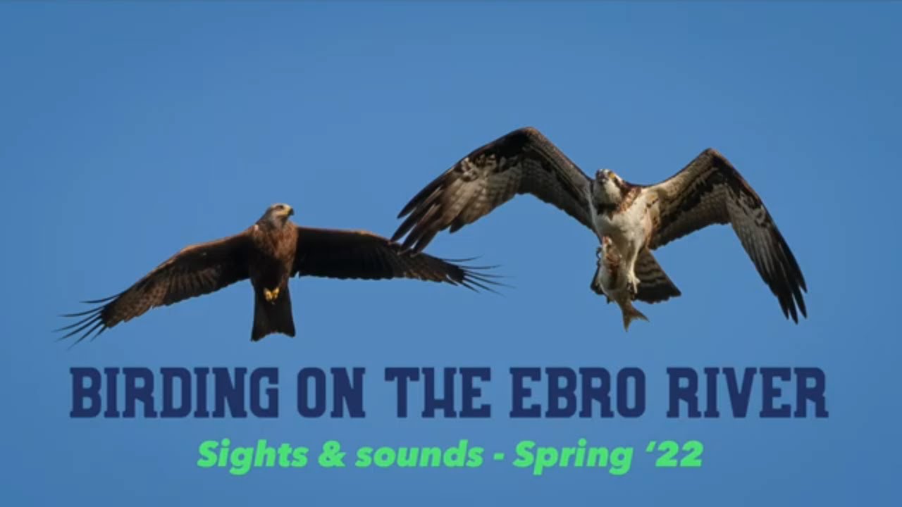 BIRDING HOLIDAYS Spring bird watching season 2022 Ebro Delta