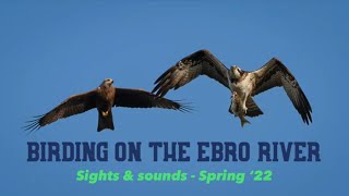 Birding Holidays Spring Bird Watching Season 2022 Ebro Delta Birding