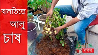 বালতিতে আলু তৈরি করার গল্প | How to grow Potato at home