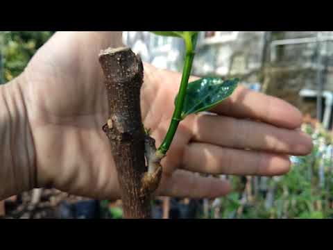 Video Cách ghép mắt nhân giống cây mít #cachghepcay,... - youtube