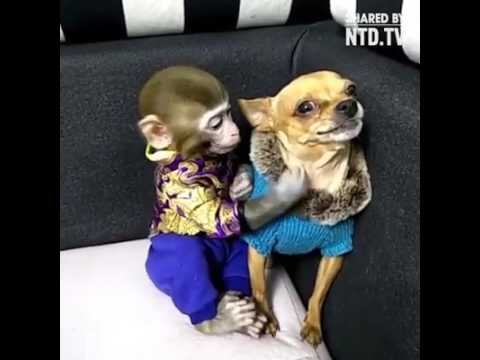 Monkey Kisses The Dog Youtube