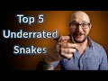 Top 5 UNDERRATED Snakes You Need To Know About