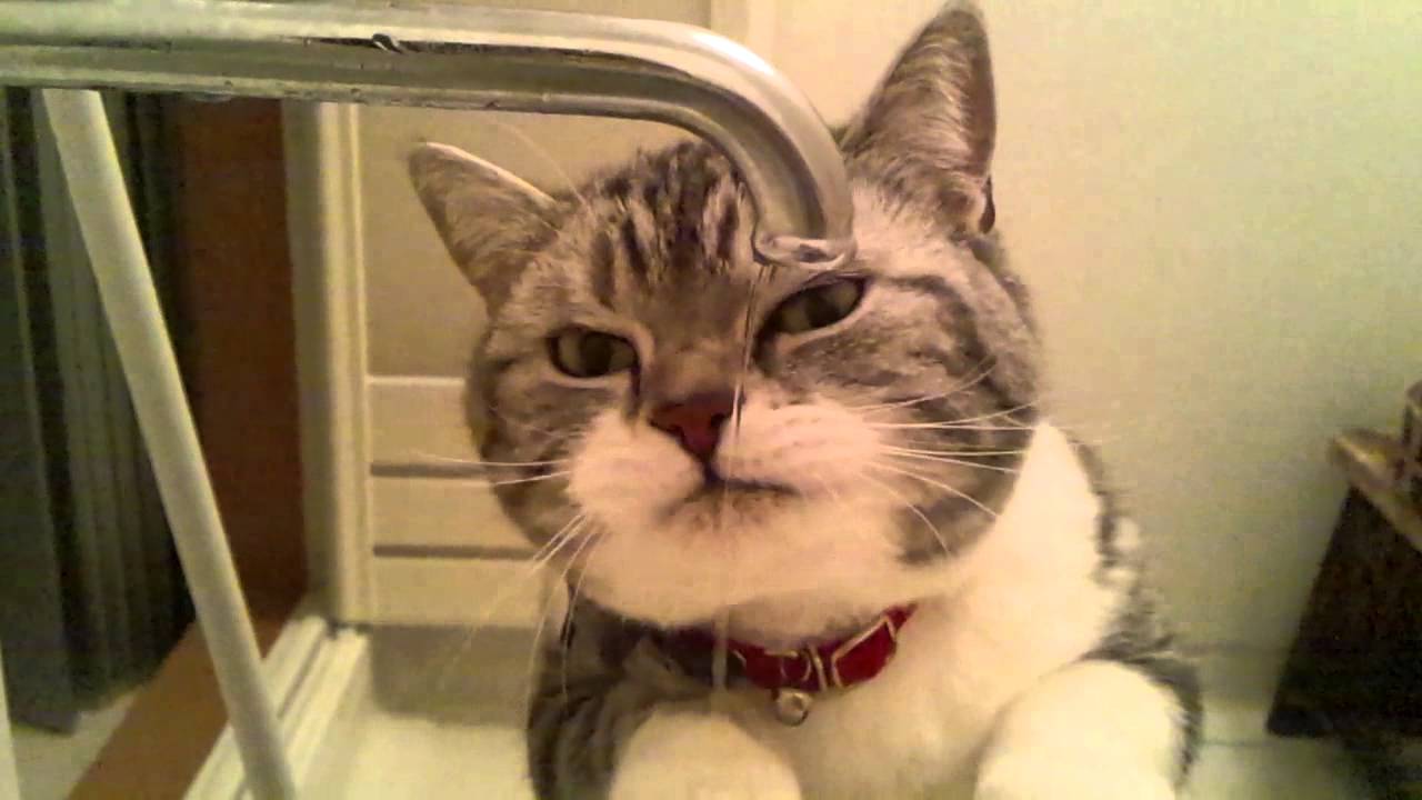 かわいい 猫 動画 かわいいスコティッシュフォールド 猫癒し動画 Vol1 お水は蛇口から飲むの Cute Scottishfold Youtube
