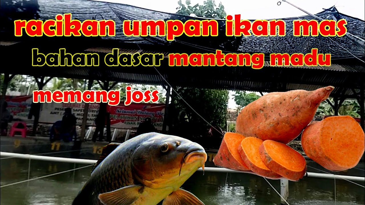 RACIKAN UMPAN IKAN MAS MENGGUNAKAN MANTANG MADU