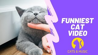 DON'T FUCK WITH CATS 😂😂  Funny Producer Cat