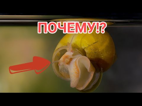 ПОЧЕМУ УЛИТКА АМПУЛЯРИЯ ЗАКРЫТАЯ ЛЕЖИТ НА ДНЕ ИЛИ ПЛАВАЕТ НА ПОВЕРХНОСТИ ВОДЫ