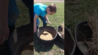 Virtual learning- week 3- spring babies