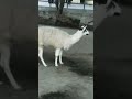 White Llama | Albino Llama | Llama | Reality Of Life