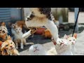 You are NOT GOING TO BELIVE your OWN EYES - FUNNY  animal compilation