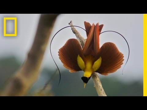 Tim Laman & Ed Scholes: Birds of Paradise | Nat Geo Live